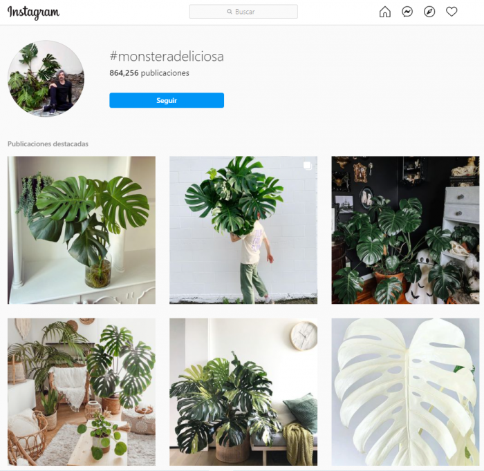 Tendencias En Plantas De Interior La Monstera Bur S S A U