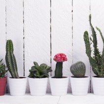 (ES) Cómo cuidar un cactus