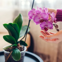(ES) Orquídeas, uno de los regalos estrella el Día de la Madre