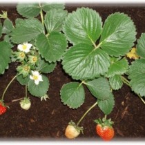 Huerto urbano: Cultivo de fresas (Fragaria x ananassa)