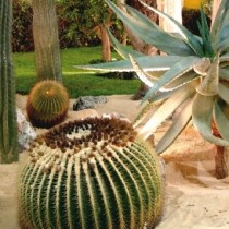 (ES) El cuidado de los cactus y otras suculentas durante el verano