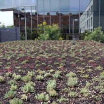 (ES) Sustrato especial para cubiertas ecológicas.