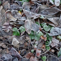 (ES) Evitar la escarcha de la tierra en invierno