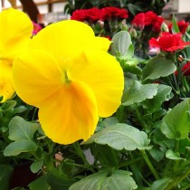 (ES) Videotutorial: ¿Cuánto sustrato necesito para mi jardín?