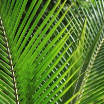 Sustrato Kokofina Coco Natural 100%