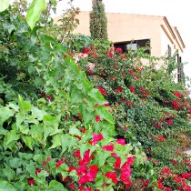 (ES) Preparar el jardín y suelo de cultivo para la primavera: podas, limpiezas y aporte de mantillo.