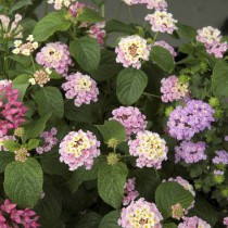 (ES) Época de trasplantes: tendencias en jardinería