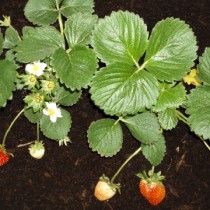 Huerto urbano: llega el tiempo de las fresas Huerto urbano: llega el tiempo de las fresas