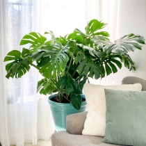 Tendencias en plantas de interior: La Monstera