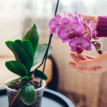 Cuidado de las orquídeas Cuidado de las orquídeas