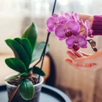 Orquídeas, uno de los regalos estrella el Día de la Madre