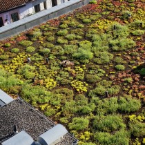 (ES) Cubiertas verdes, clave para enverdecer las ciudades