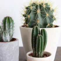 (ES) Tiempo de trasplante: cactus y crasas