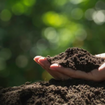 Semana Internacional del Compost