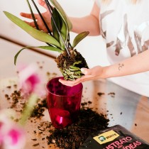 (ES) La orquídea, protagonista en tu hogar