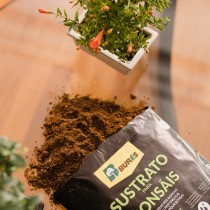 (ES) Cuidado del bonsái en los meses de verano