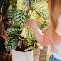 Sustrato Universal para el cuidado de tus plantas