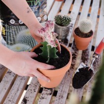 Cactus y suculentas: trasplante en septiembre