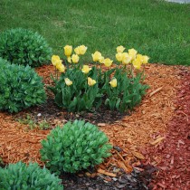 (ES) Cuidados del jardín y el huerto en otoño: el mulching