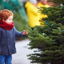 Cómo cuidar tu abeto de Navidad Natural