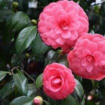 (ES) Acidófilas que florecen en invierno: La camelia