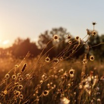 (ES) Plantas de bienvenida al otoño