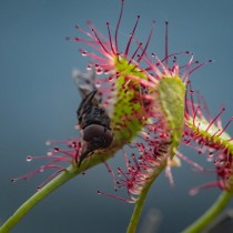 (ES) Rocío de sol, la planta carnívora por excelencia