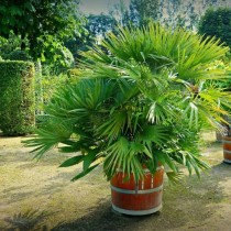 Palmeras para el jardín