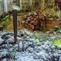 Semillas de enero para disfrutar en primavera