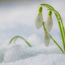 (ES) Flores de invierno