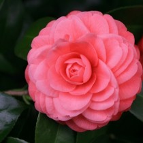 (ES) La camelia, una acidófila que florece en febrero