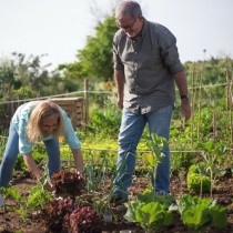 (ES) Vigorhumus ecológico