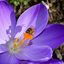 (ES) El Crocus, planta estrella de febrero