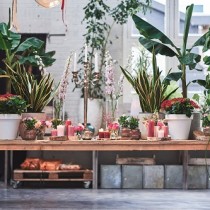 Plantas de interior para todo el año