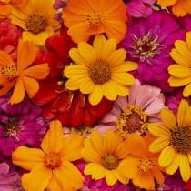 El jardín en el mes de mayo, un festival de flores