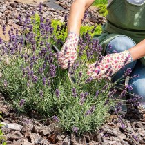 (ES) Mulching para evitar las altas temperaturas