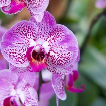 Orquídeas, humedad y verano
