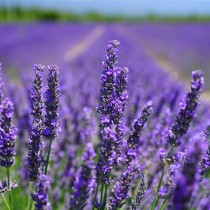 (ES) La lavanda, una joya aromática