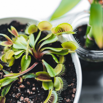 (ES) La fascinante planta carnívora que atrapa insectos