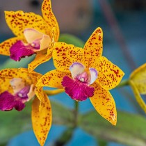 Nutre tus orquídeas desde las raíces