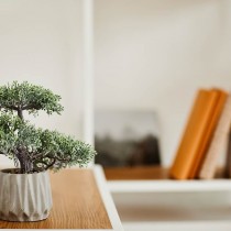 (ES) Bonsáis de interior: Serenidad y belleza para tu hogar