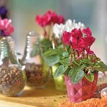 (ES) Regalando vida: El encanto de obsequiar plantas en Navidad