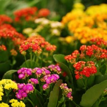 Kalanchoe, luz y brillo en enero