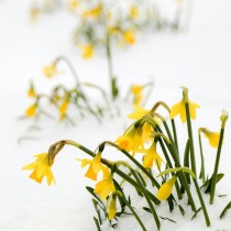 (ES) Flores de invierno