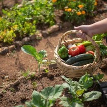 (ES) Prepara tu huerto para la primavera