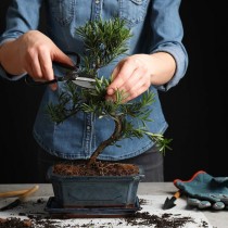 (ES) El momento óptimo para trasplantar tus bonsáis