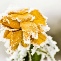 Belleza resistente a las bajas temperaturas