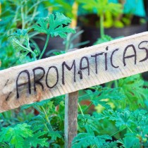 El encanto del mediterráneo en tu jardín