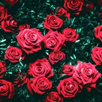 Rosas, cultivando belleza