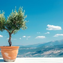 (ES) Elegancia mediterránea a tu alcance